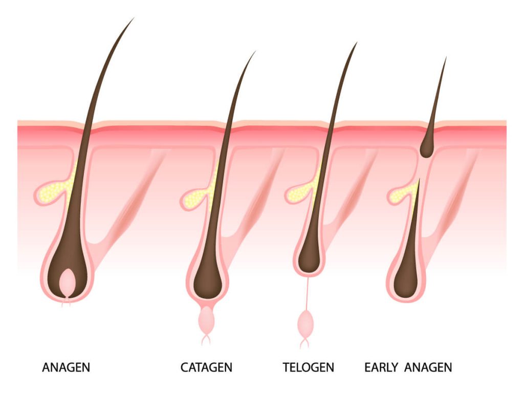 THE-WAXING-CYCLE-EXPLAINED